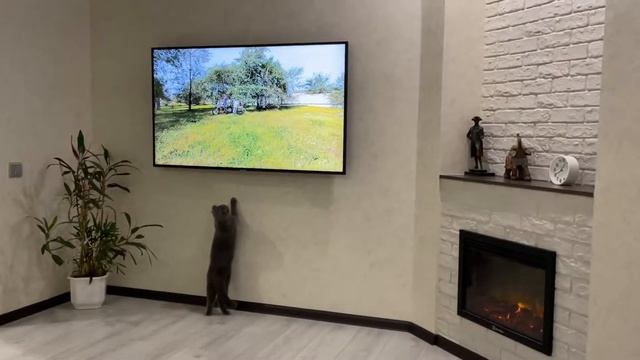 Реакция кота на Эндуро