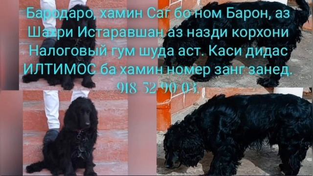 Бародаро, хамин Саг бо ном Барон, аз Шахри Истаравшан а