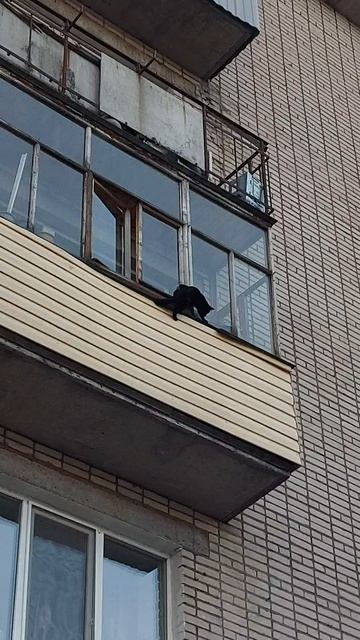 Кот каскадер) Почему у котов 9 жизней