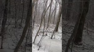 Установка петель на волка. Нашёл волчье капище!)