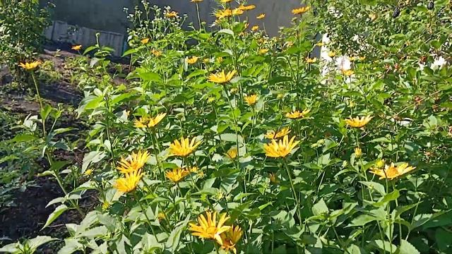 Слива ,неизвестный сорт, алыча,шелковица.