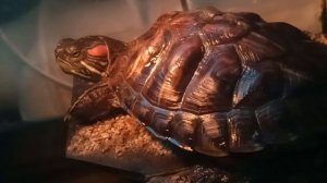 Красноухая черепаха греется 12-06-2025