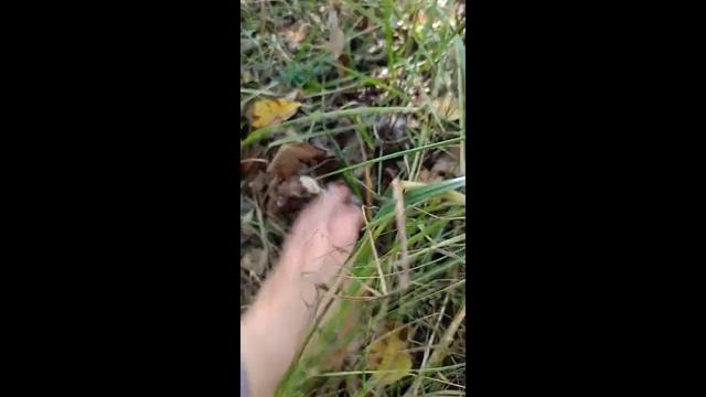 Поохотились по тихому. Заложили новый сад. Запустили с