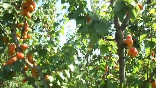 Раннiй абрикос ПРIЦIЯ на 7 червня