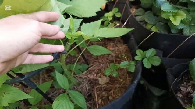 Оранжевая малина, Израиль. Начало цветения конец апре?