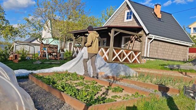 1 МАЯ СПАСАЮ ИВЫ от заморозков