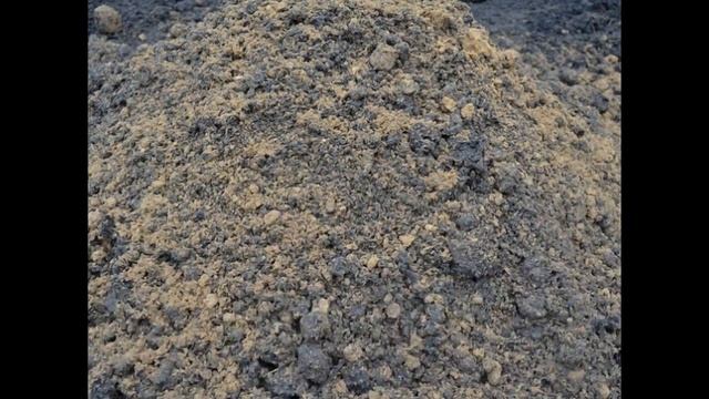 Як правильно посадити лілії: схема і глибина посадки