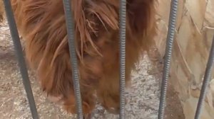 Такой деликатный малыш-солнышко Парк львов Тайган #тайган