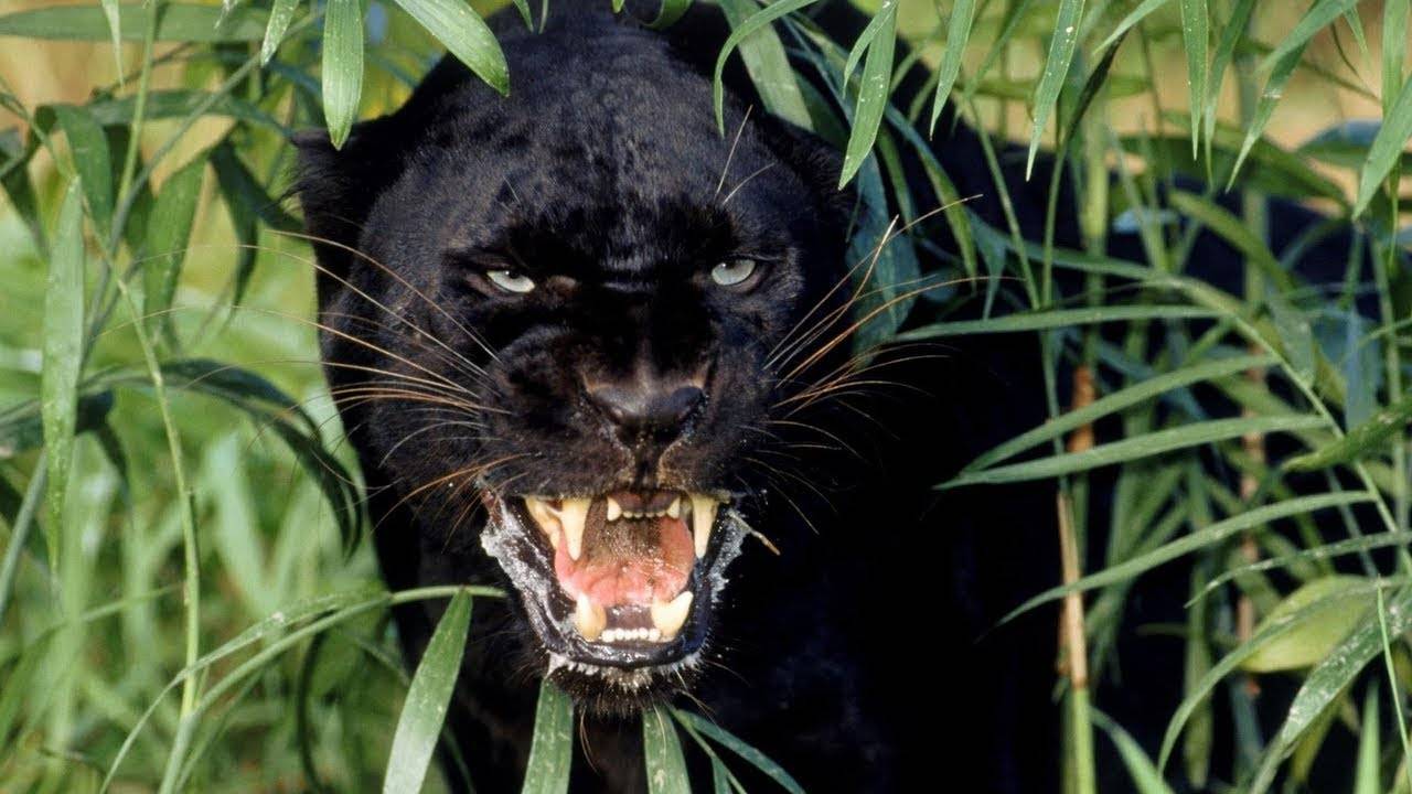 Дикая природа Амазонки. Колыбель жизни. National Geographic на русском смотреть онлайн