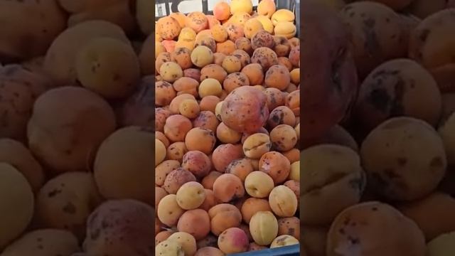 Посмотрите как выглядит дикий Абрикос.