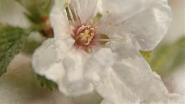 ВЕСЕННЯЯ МЕЛОДИЯ