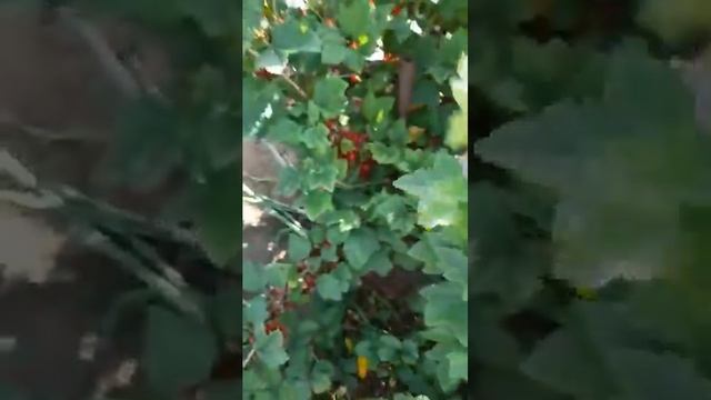 Сбор красной смородины.