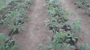 Капельный полив в теплице