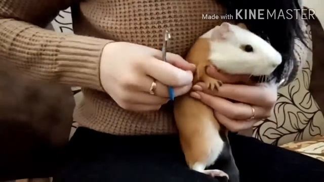 Подстригаю морской свинкке ногти