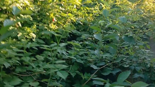 Делаю экскурсию по своей деревне. Показываю изменения