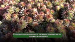 Молодило Rubin