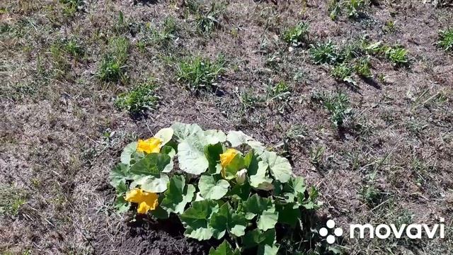 21-22.06.24. Коптим рыбу. Томаты внутри. Деревенский ужин. З?