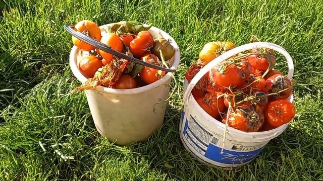 Убрала все порченные томаты с 3х теплиц,Фитофторозных