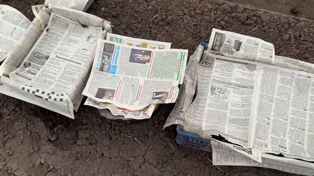 Посеяла КАПУСТУ на рассаду/ Промежуточный итог по РАС?