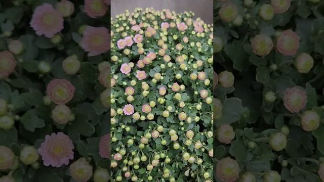 Последний урожай октября 2024.Томаты черри растут уже с?