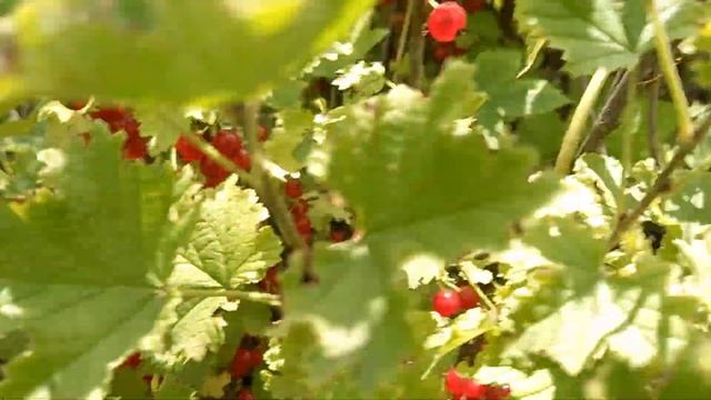 Это растение называется красная смородина - она растё?