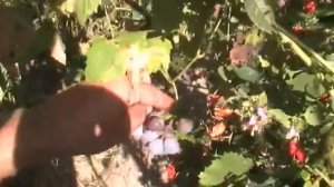 Виноград Лидия 27 августа. О вкусах