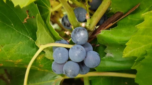 Очень вкусный виноград