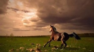 Любэ — Конь (cover) Только мы с конем по полю идем... Вечная классика русской музыки!