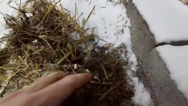 Калифорния кизил ёмгир чувалчанглари.4 ой. Чувалчангл?