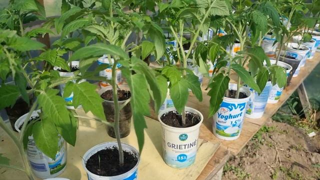 Как вырастить хорошую рассаду, томаты,перцы,баклажаны смотреть онлайн