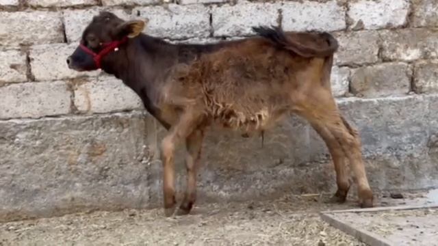 😱ИМРУЗ МОЛХОРА АКЦИЯ КАРДИМ 997 99 22 00 ☎️ АДРЕС Ш ХУЧАН?