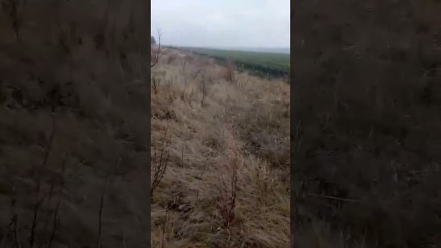 Обзор находок на полях кукурузы