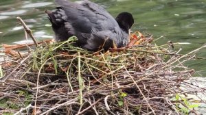 Wild duck nest on the shore rivers. Гнездо Дикой Утки. Wildentennest.