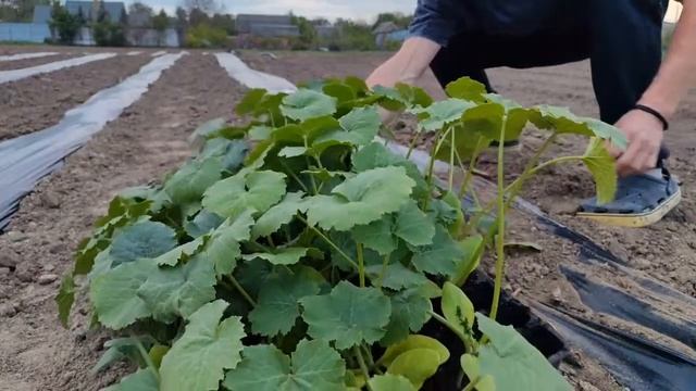 Посадка кабачка Марселла  Секрети гарного врожаю ?