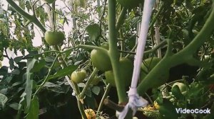 Обзор урожайного томата " Благовест F1" в моей теплице.