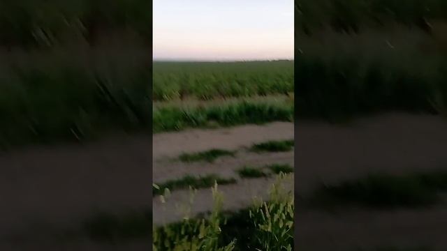 Полив картофеля. Ставь лайк . Интересное видео, посмот?