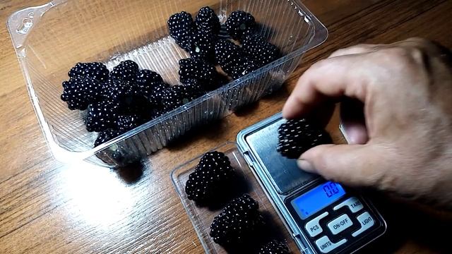 ежевика сорт блек джем, ягоды уже в год высадки.