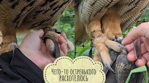 Обезвреживаем и обезоруживаем сову-злову при помощи кусачек и совиной матери