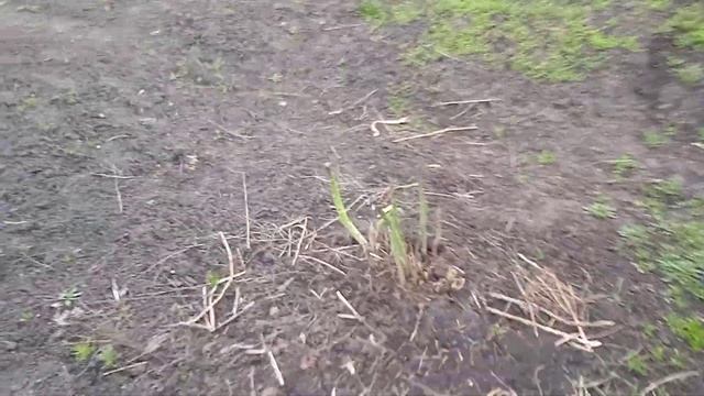 25.4.25г.  Небольшой ОБЗОР ОГОРОДА!!!  Что СДЕЛАЛА и Что Пре