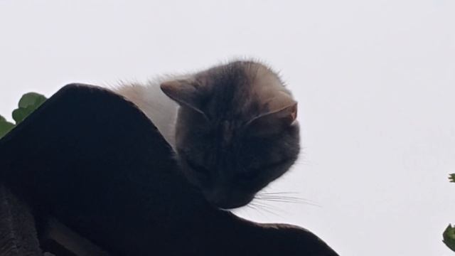 #отличная мышеловка#трехцветная кошечка