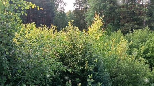 ВЕРИЛА, ВЕРИЛА , ВЕРЮ..