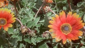 Цветущее растение Aрктотис (Arctotis)