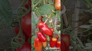 ЛУЧШИЕ СОРТА ТОМАТОВ ДЛЯ ВЯЛЕНИЯ МАРИНАЦИИ И СОЛКИ // В