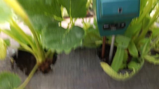 Как правильно поливать клубнику во время сбора ягод? Н