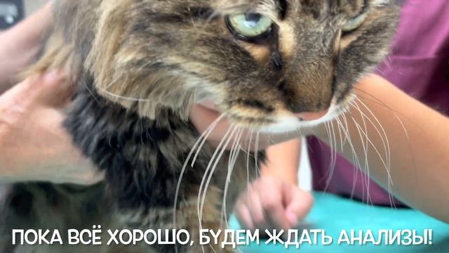 Поход в ветеринарную клинику. смотреть онлайн