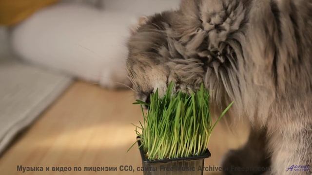 Песня, которая заряжает пейзажи! - Vibes Of The Universe (ID 1394) -- Lobo Loco -- Spaceforce OMEGA