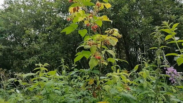 Малина дикая. Собираем поутру.