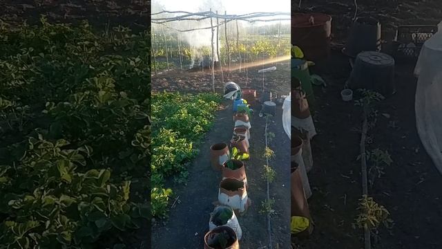 Виноград Лозова 10 травня.