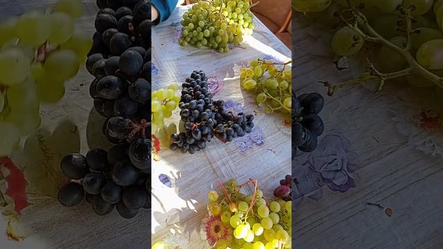 Дегустация урожая винограда в Красноярске 2024 год