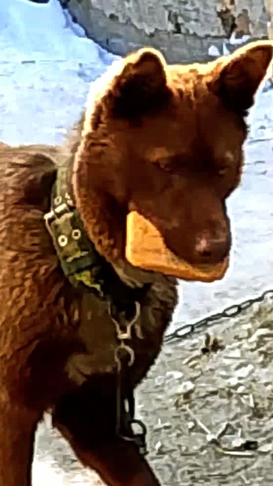 Из архива! Мишка, малыш! смотреть онлайн